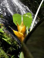 yellow haliconia with waterfall