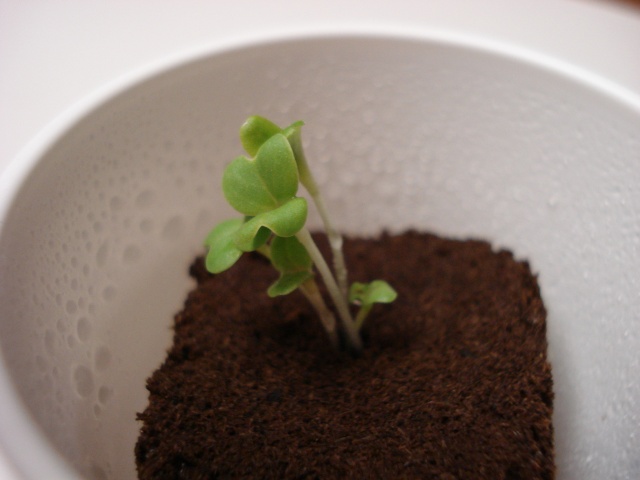 http://www.botos.com/david/windowfarm/lettuce_seedlings.jpg