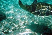 honu - turtle