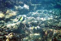 moorish idol