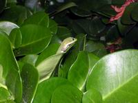 catherines gecko