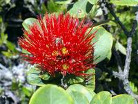 ohia flower