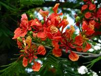 flame tree