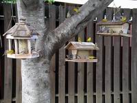 birds