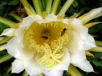 cereus 1