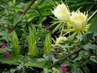 cereus 2
