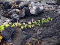 vine on lava