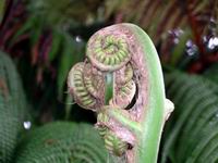 fern head