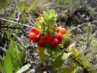 o berries