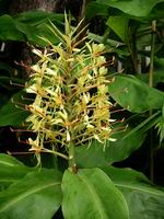 yellow ginger