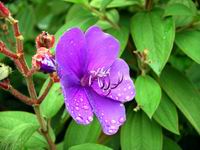 princess flower