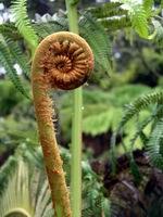 fern head
