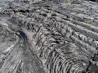 ferns in lava #2
