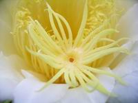 cereus 4