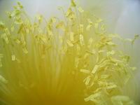 cereus 5