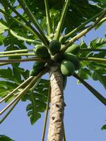 papayas on the tree