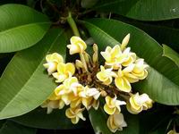 yellow flowers