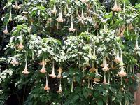 angels trumpet flowers