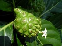 flowering fruit