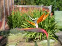 bird of paradise