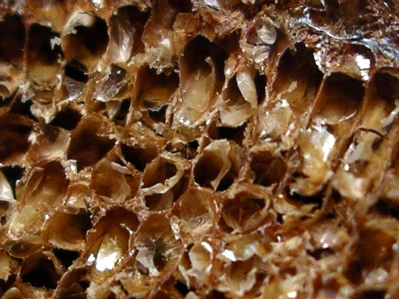 Closeup of praying mantis egg case cells