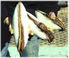 giant clams in scientist hands