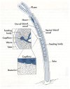 tube worm 'guts' diagram