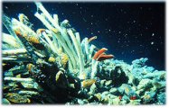 tube worms at vent opening
