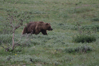 grizzly bear in denali national park