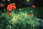 poppy crop