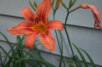 lily