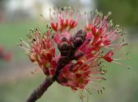 maple tree buds