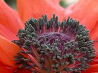 poppy