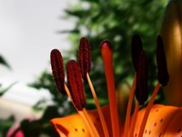 morning - day lily