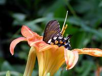  pollen spreading butterfly