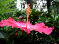 hybiscus flower