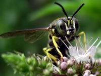 michaels wasp