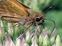 moth sucking nectar