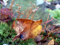 moss detail