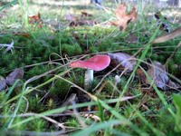 mushroom and moss