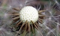 growing golf balls in my garden