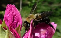 bumble on rhododendron