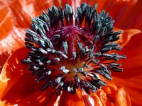 poppy