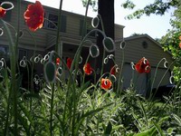 poppies and house