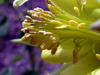 columbine