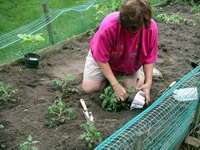 tomato garden - step #1