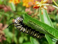 monarch caterpillar munching on leaf