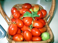 tomato harvest