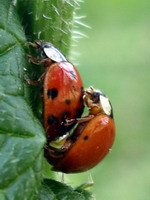 love bugs
