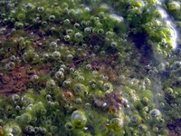 co2 bubbles in drainage slime